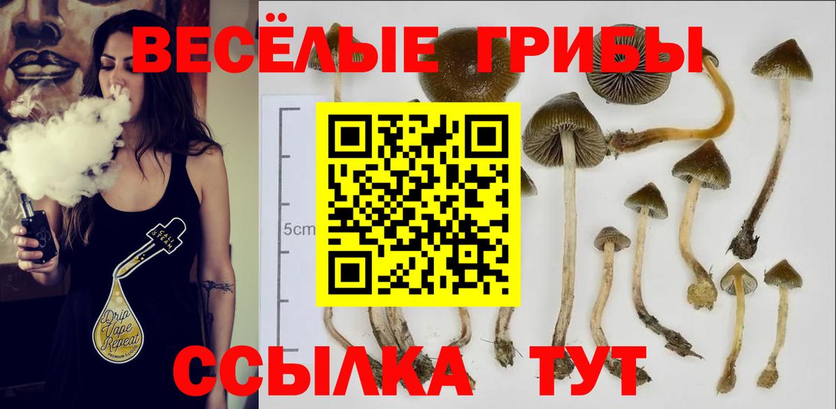 Псилоцибиновые грибы Psilocybe Камышлов